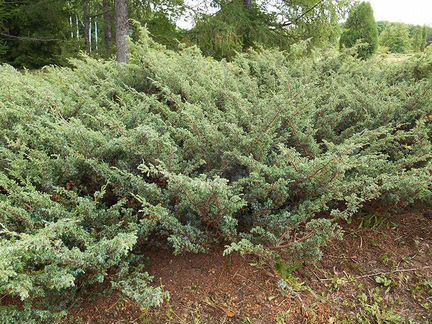 Можжевельник казацкий, сибирский, голубой
