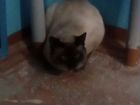 Найден сиамский кот объявление продам