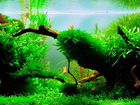 Корни мангрового дерева декор для аквариума объявление продам