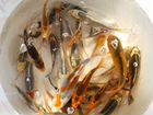 Рыбки Японский Карп Кои объявление продам