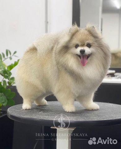 Стрижка собак. Груминг. Стрижка кошек