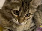 Кошка помесь с мейн-кун объявление продам