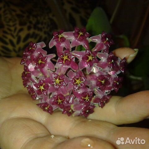 Хойя Пурпурео-фуска