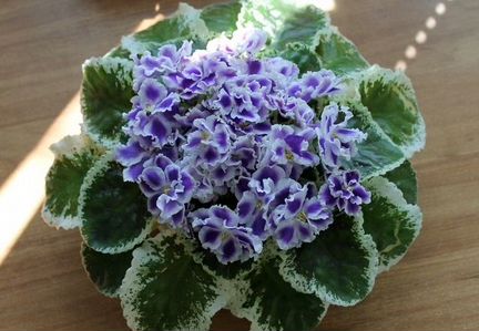 Фиалка Сенполия 