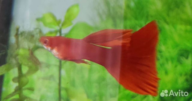 Гуппи чистая линия red full albino
