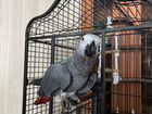 Серый попугай выкормыш