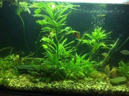 Аквариумные рыбки, растения,улитки, прополка