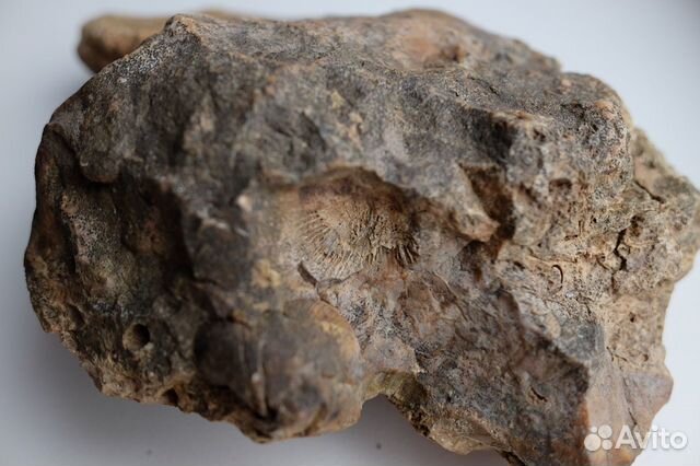 Камень с отпечатками ракушек