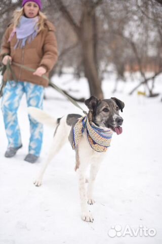 Его предали хозяева и сдали в приют