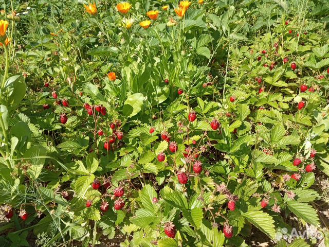 Земляника растение