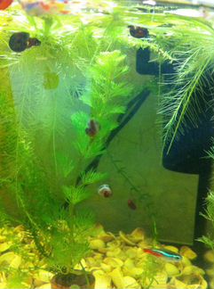 Аквариумные улитки (катушки)