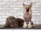 Щенки Китайской хохлатой собаки, с документами объявление продам