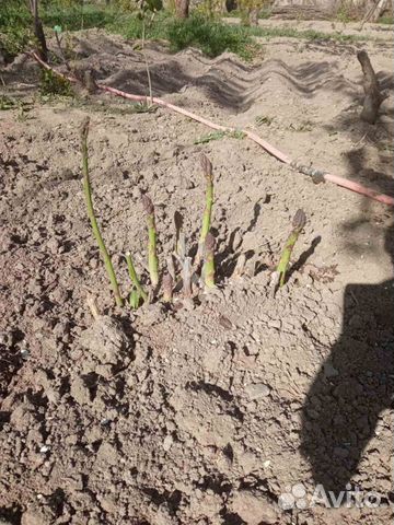 Рассада (Саженцы Спаржи)