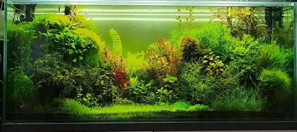 Аквариумные растения