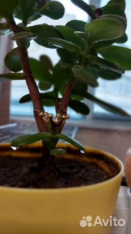 Толстянка в горшочке с короной)