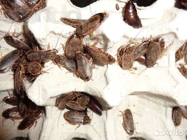 Мраморные тараканы