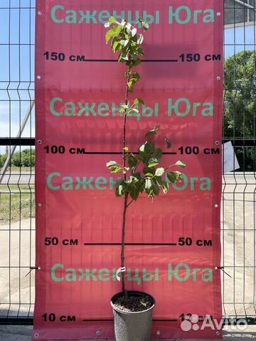 Абрикос колоновидный