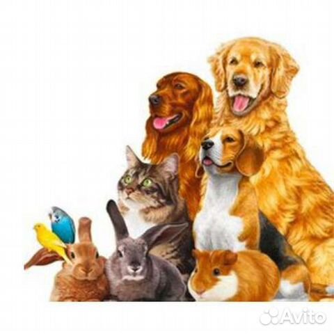 Гостиница для животных