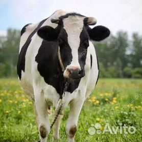 Корова в 2-ым телком