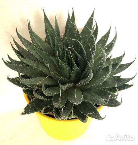 Aloe aristata, Седум Буритто