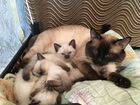 Тайские котята из питомника объявление продам