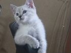Невский маскарадный котёнок объявление продам