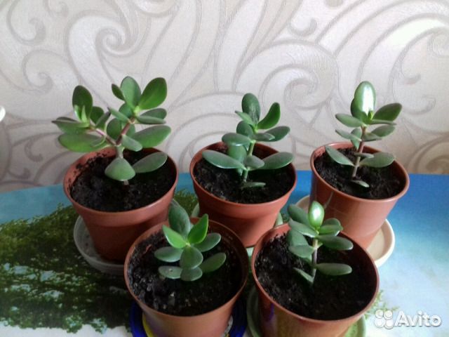 Денежное дерево