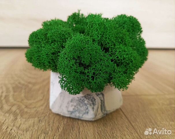 Кашпо со стабилизированным мхом