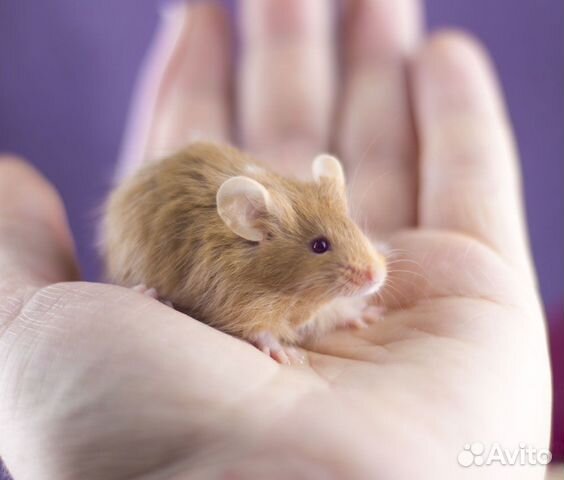 Передержка животных на время отпуска