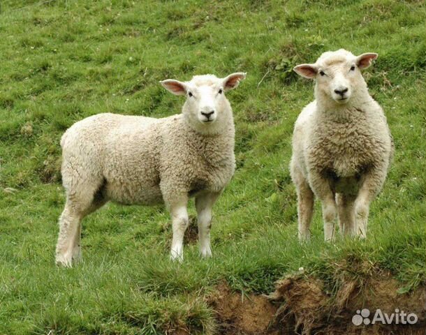 Мясо баранина