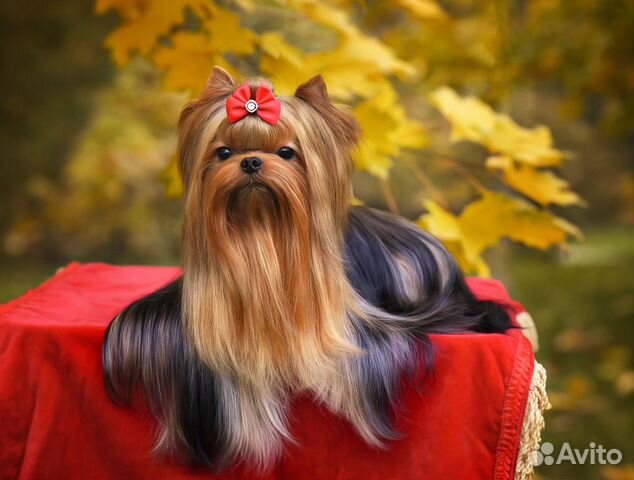 Йорк вязка, Люксик приглашает на свидание