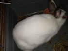 Декоративные кролики - крольчиха 1г с клеткой объявление продам