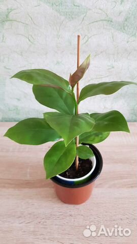 Комнатные растения. Листовой кактус. Переския