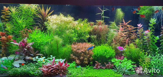 Живые растения для аквариума в Кудепсте) от