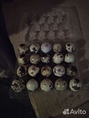 Яйца перепелиные инкубационые