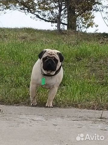 Шикарный мопс для вязки