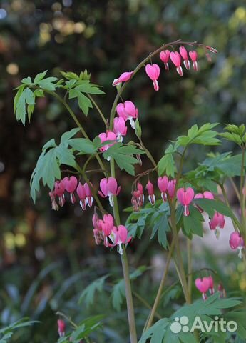 Кустики «Разбитое сердце»