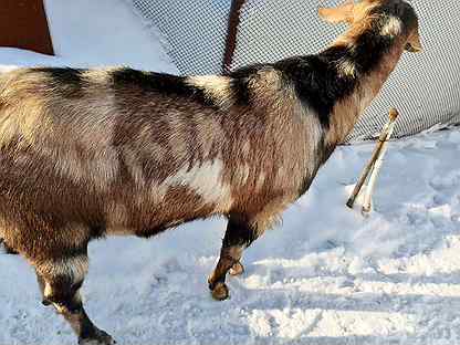 Англо Нубийский козел на покрытие