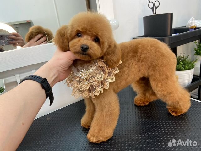 Груминг салон: стрижка собак и кошек