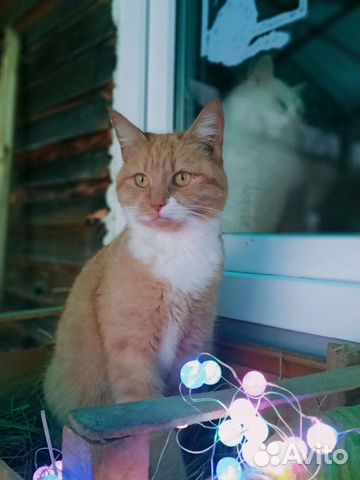 Кошка в добрые руки