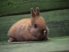 Декоративный карликовый кролик мальчик