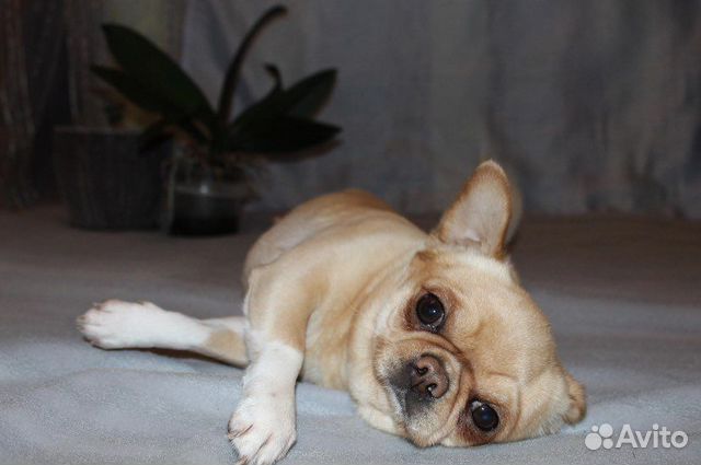 Кобель чихуахуа для вязки