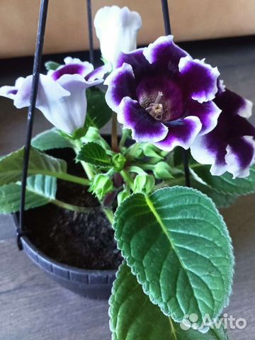 Глоксинии сортовые разные