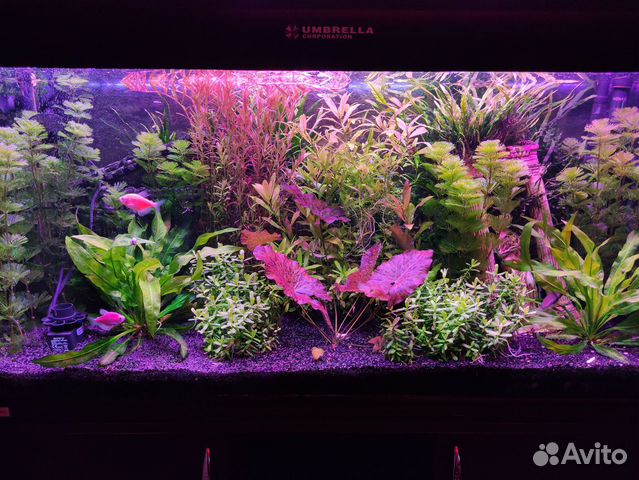 Ротала хра аквариумное растение фото