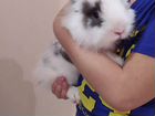 Декоративные кролик с клеткой объявление продам
