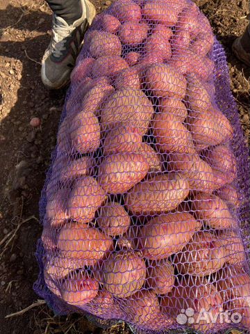 Картофель розара, оптом и в розницу