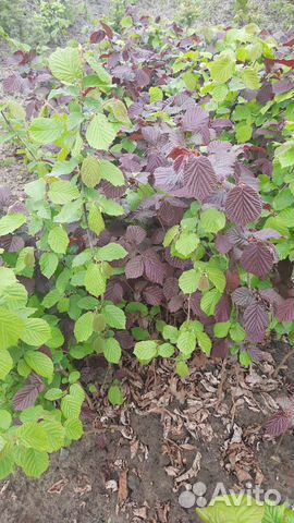 Лещина краснолистная