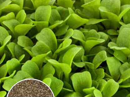Микрозелень и салатные культуры семена оптом