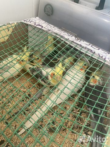 Попугаи для разговора