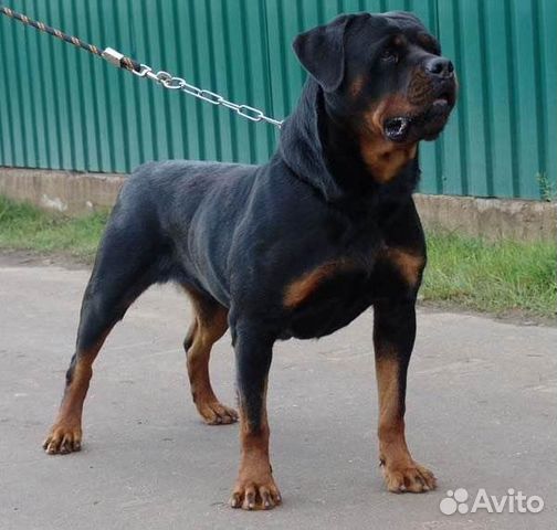 Кобель вязка ротвейлер
